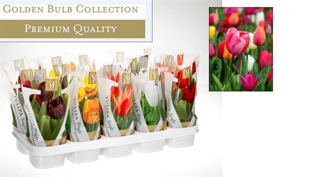 Горшечные цветы и растения оптом Tulipa Mix In Sleeve от 10шт из Голландии с доставкой по России