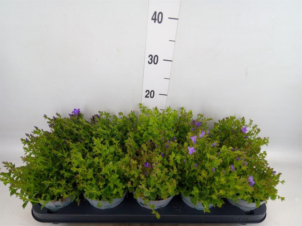 Горшечные цветы и растения оптом Campanula Porten. от 10шт (для телеги) из Голландии с доставкой по России