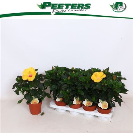 Горшечные цветы и растения оптом Hibis Sunny Aveiro 4 Branches+ от 8шт из Голландии с доставкой по России