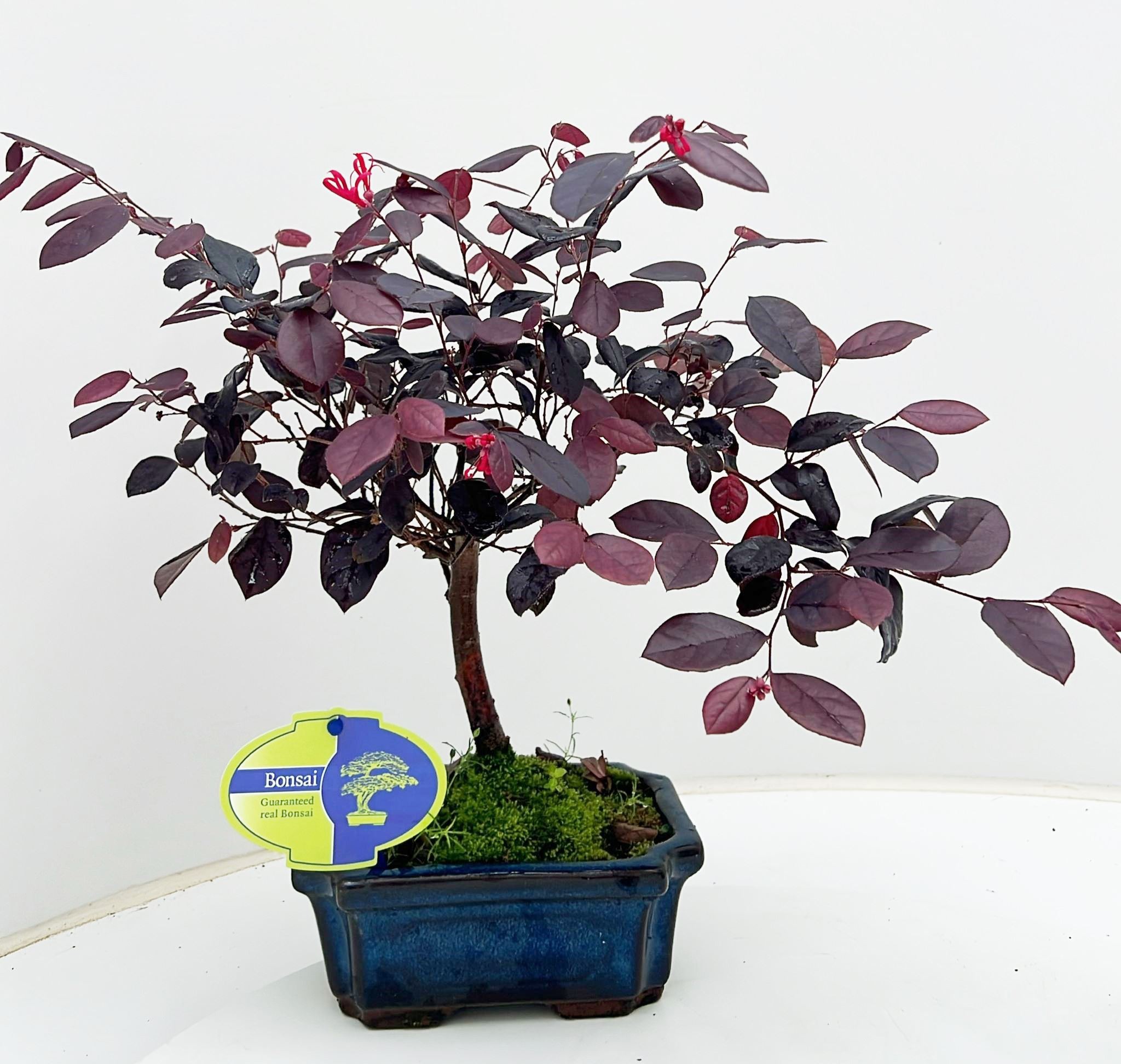 Горшечные цветы и растения оптом Loropetalum Rubra, 15 Cm Broom, Without Drip Tray от 8шт из Голландии с доставкой по России