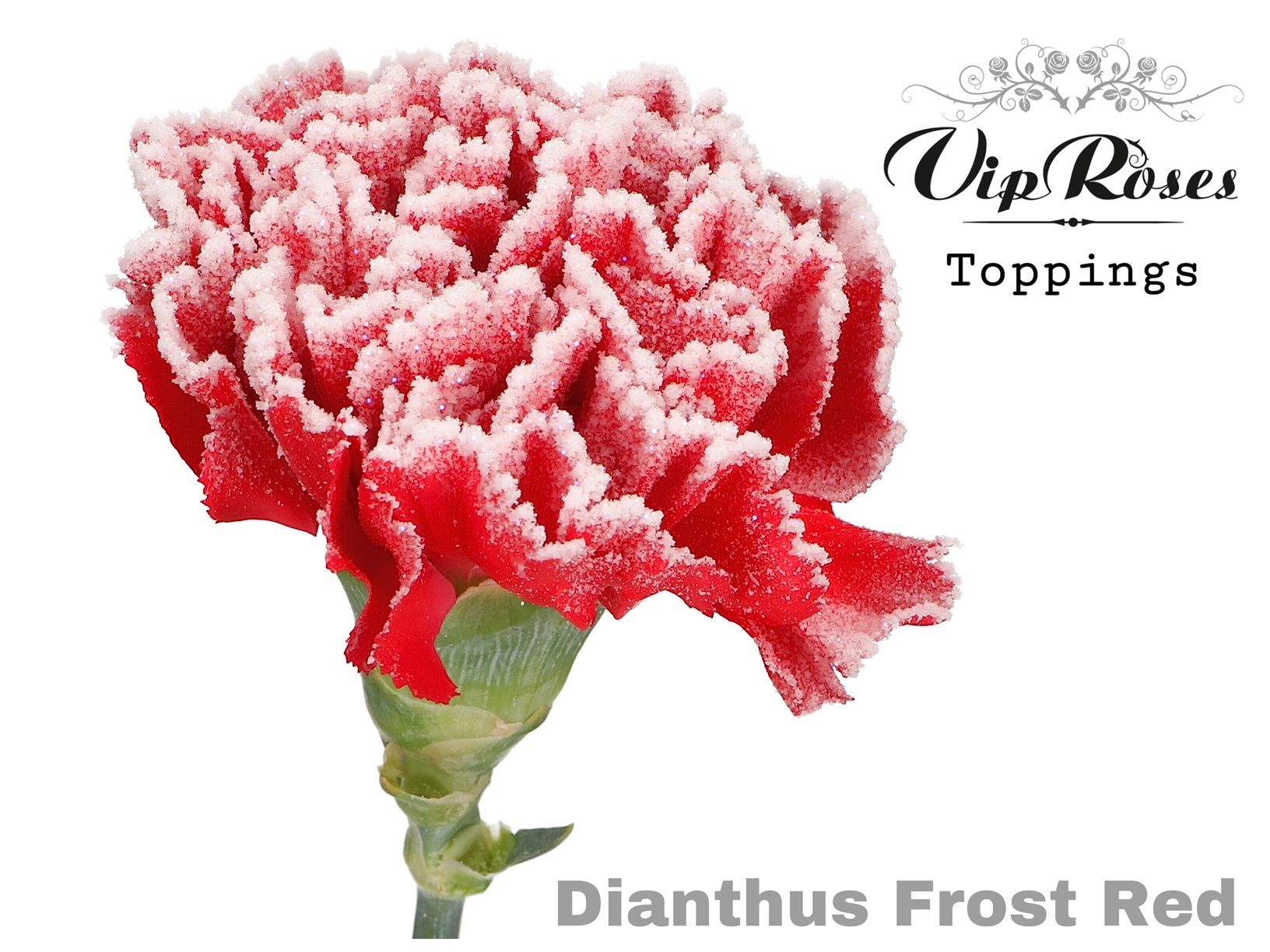 Срезанные цветы оптом Dianthus st paint frost red от 40шт из Голландии с доставкой по России