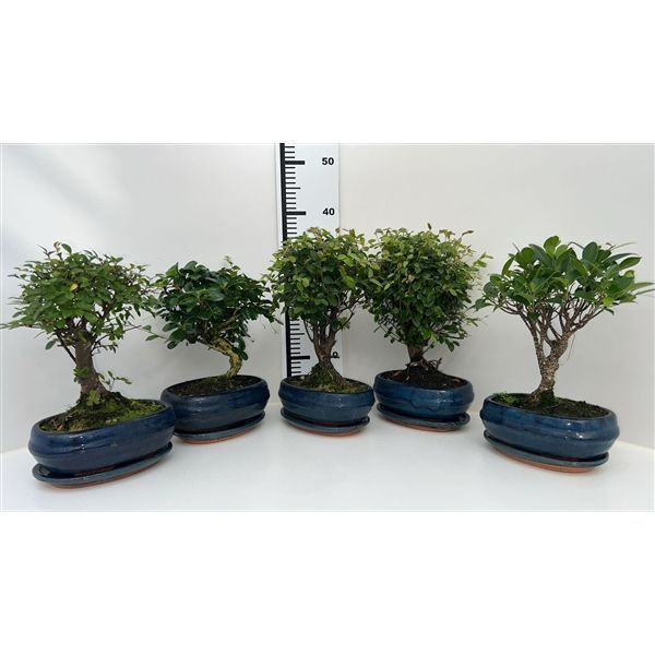 Горшечные цветы и растения оптом Bonsai Mix, Indoor, 19cm., Broom, With Drip Tray от 5шт из Голландии с доставкой по России