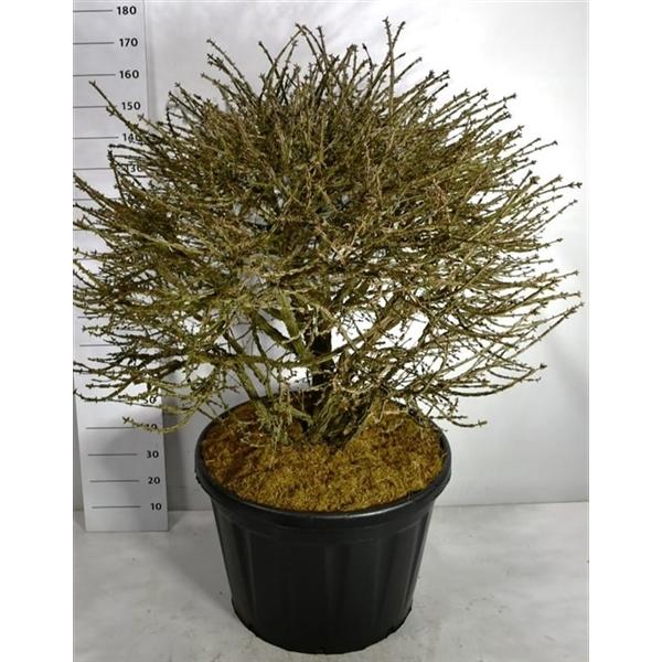 Горшечные цветы и растения оптом Euonymus Alatus от 1шт из Голландии с доставкой по России Горшечные цветы и растения оптом Euonymus Alatus от 1шт из Голландии с доставкой по России