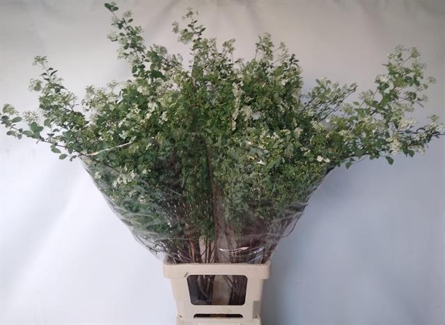 Срезанные цветы оптом Spiraea nipp snowmound от 50шт из Голландии с доставкой по России