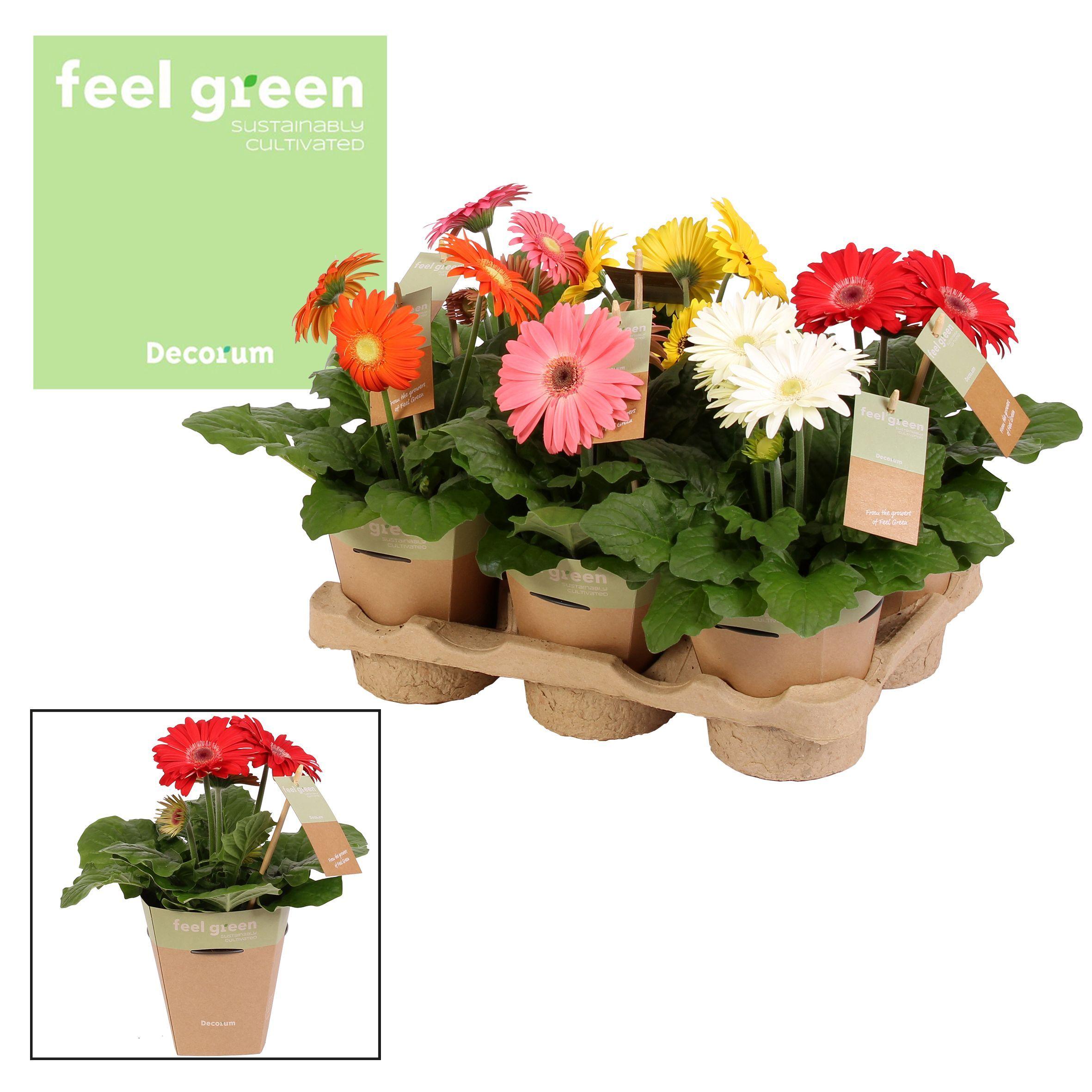 Горшечные цветы и растения оптом Gerbera Mix 2+ Feel Green (decorum) от 6шт (для телеги) из Голландии с доставкой по России