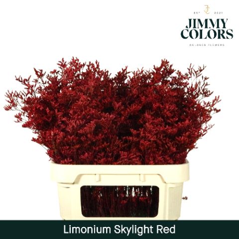 Срезанные цветы оптом Limonium paint red от 75шт из Голландии с доставкой по России