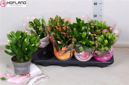 Горшечные цветы и растения оптом Schlumbergera Mix от 8шт из Голландии с доставкой по России