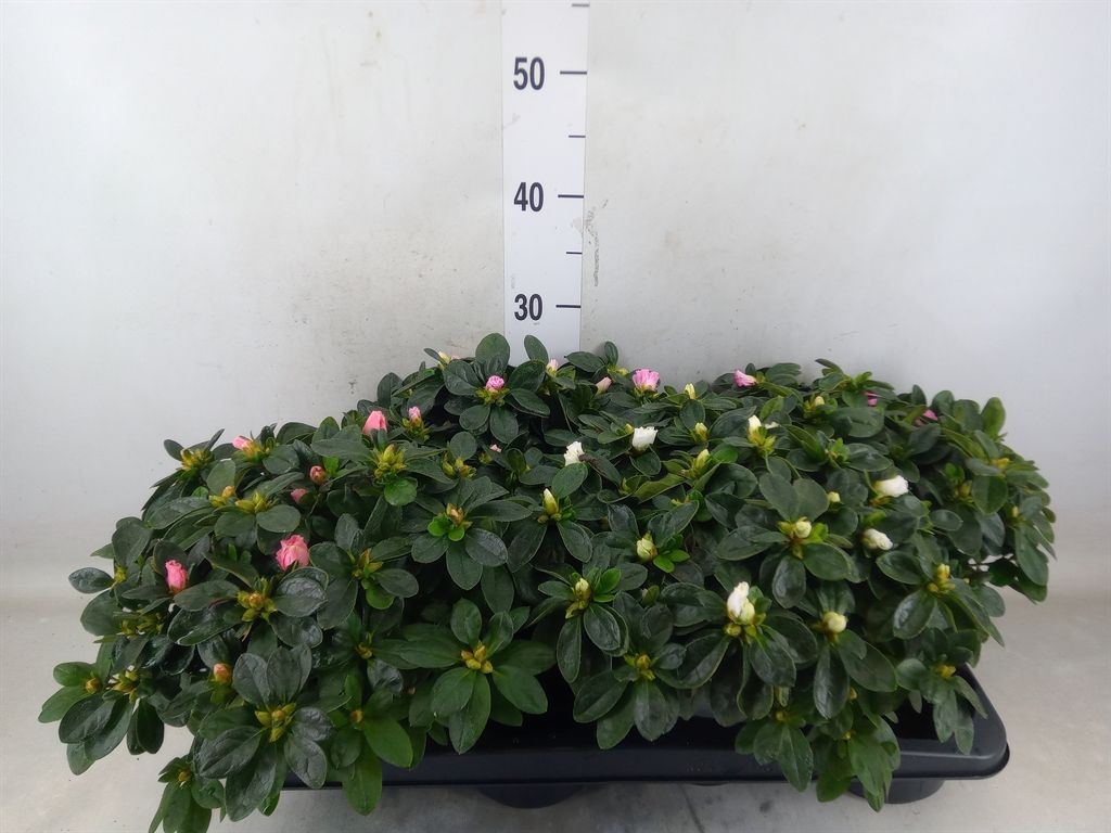 Горшечные цветы и растения оптом Rhododendron Sim.   ...mix от 4шт из Голландии с доставкой по России