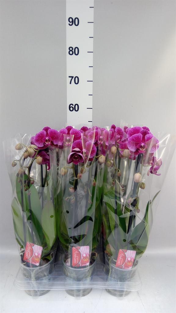Горшечные цветы и растения оптом Phalaenopsis ...mix AA от 12шт (для телеги) из Голландии с доставкой по России