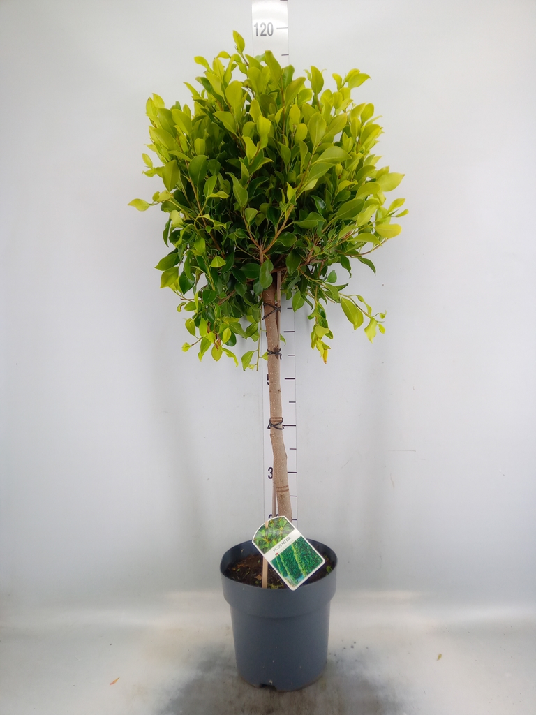 Горшечные цветы и растения оптом Ficus   ... от 1шт из Голландии с доставкой по России