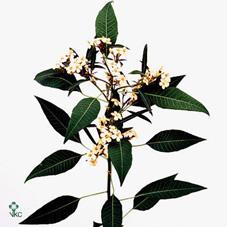 Срезанные цветы оптом Euphorbia sp salmonette от 60шт из Голландии с доставкой по России