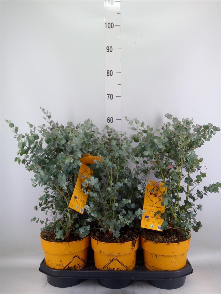 Горшечные цветы и растения оптом Eucalyptus от 3шт' из Голландии с доставкой по России