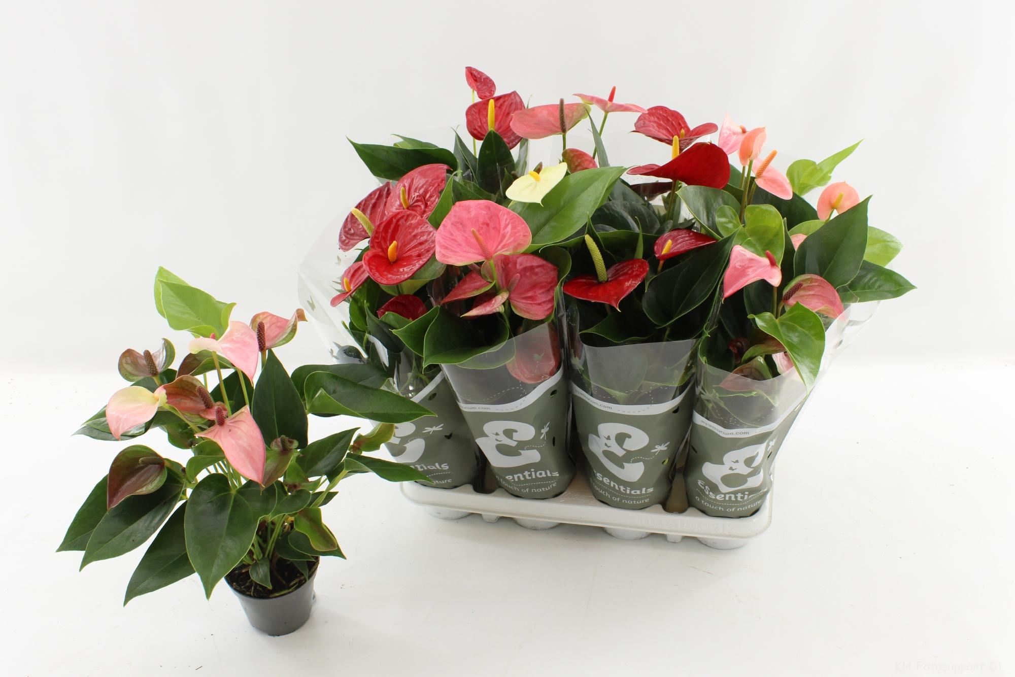 Горшечные цветы и растения оптом Anthu An Gem 4 Kl от 12шт (для телеги) из Голландии с доставкой по России