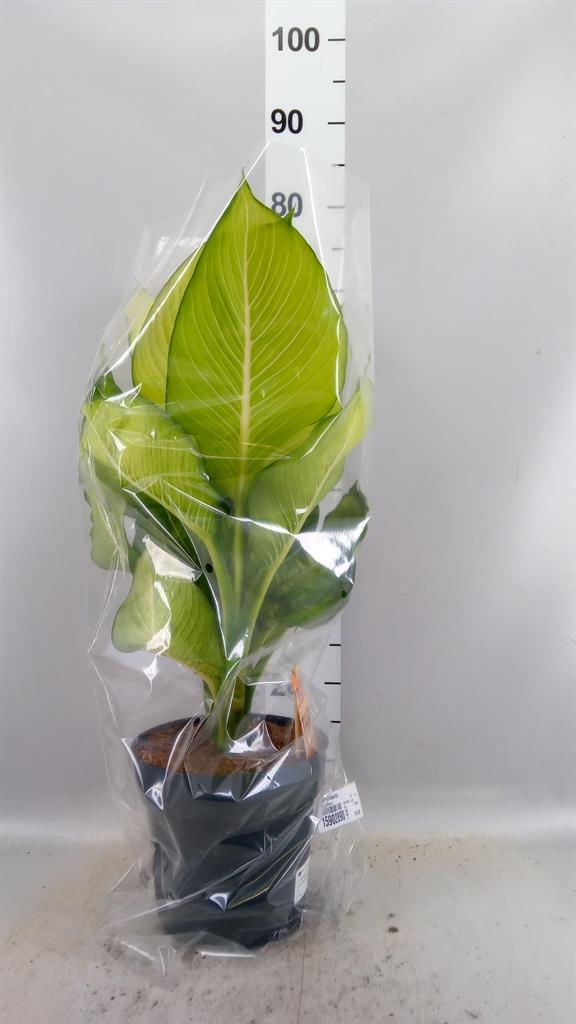Горшечные цветы и растения оптом Dieffenbachia от 1шт из Голландии с доставкой по России