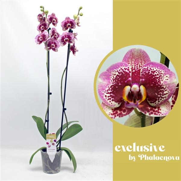 Горшечные цветы и растения оптом Phal 2st Dream Diamond 14+ (phalaenova) от 10шт из Голландии с доставкой по России