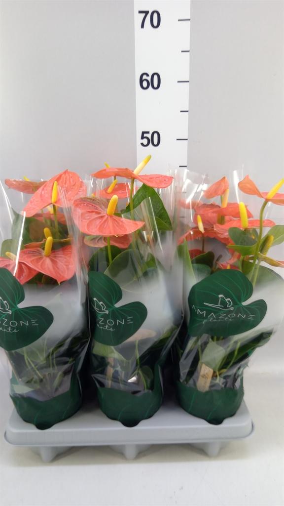Горшечные цветы и растения оптом Anthurium Andr. solara от 6шт из Голландии с доставкой по России