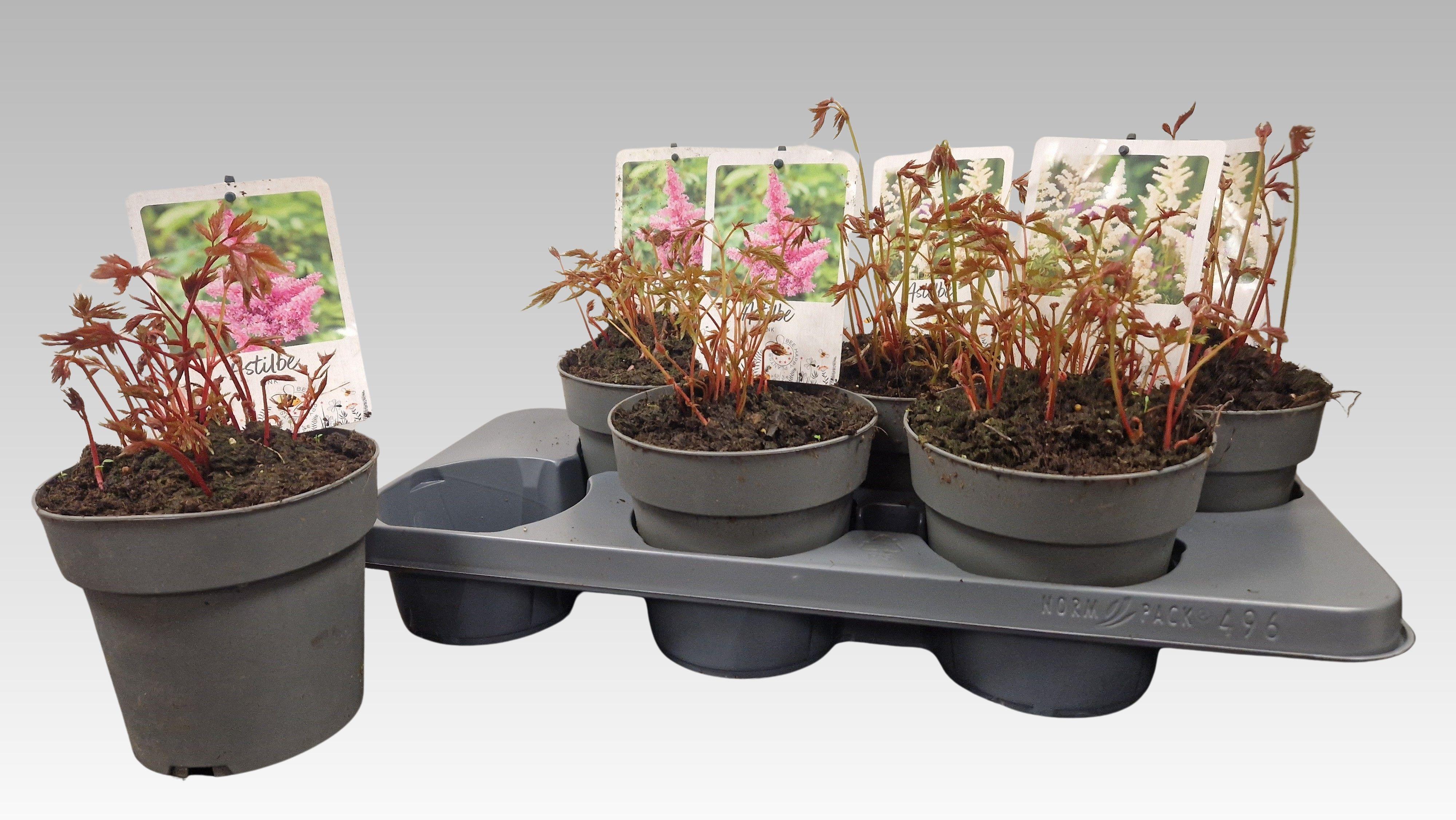 Горшечные цветы и растения оптом Astilb Gem 2 Kl от 6шт из Голландии с доставкой по России