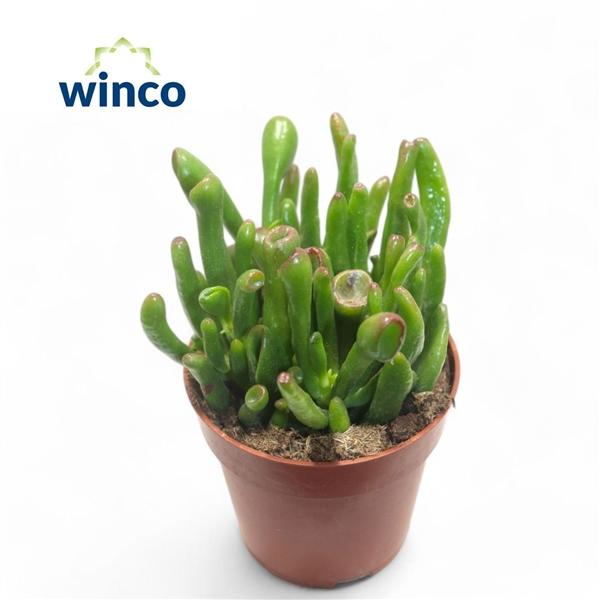 Горшечные цветы и растения оптом Crassula Hobbit от 20шт (для телеги) из Голландии с доставкой по России