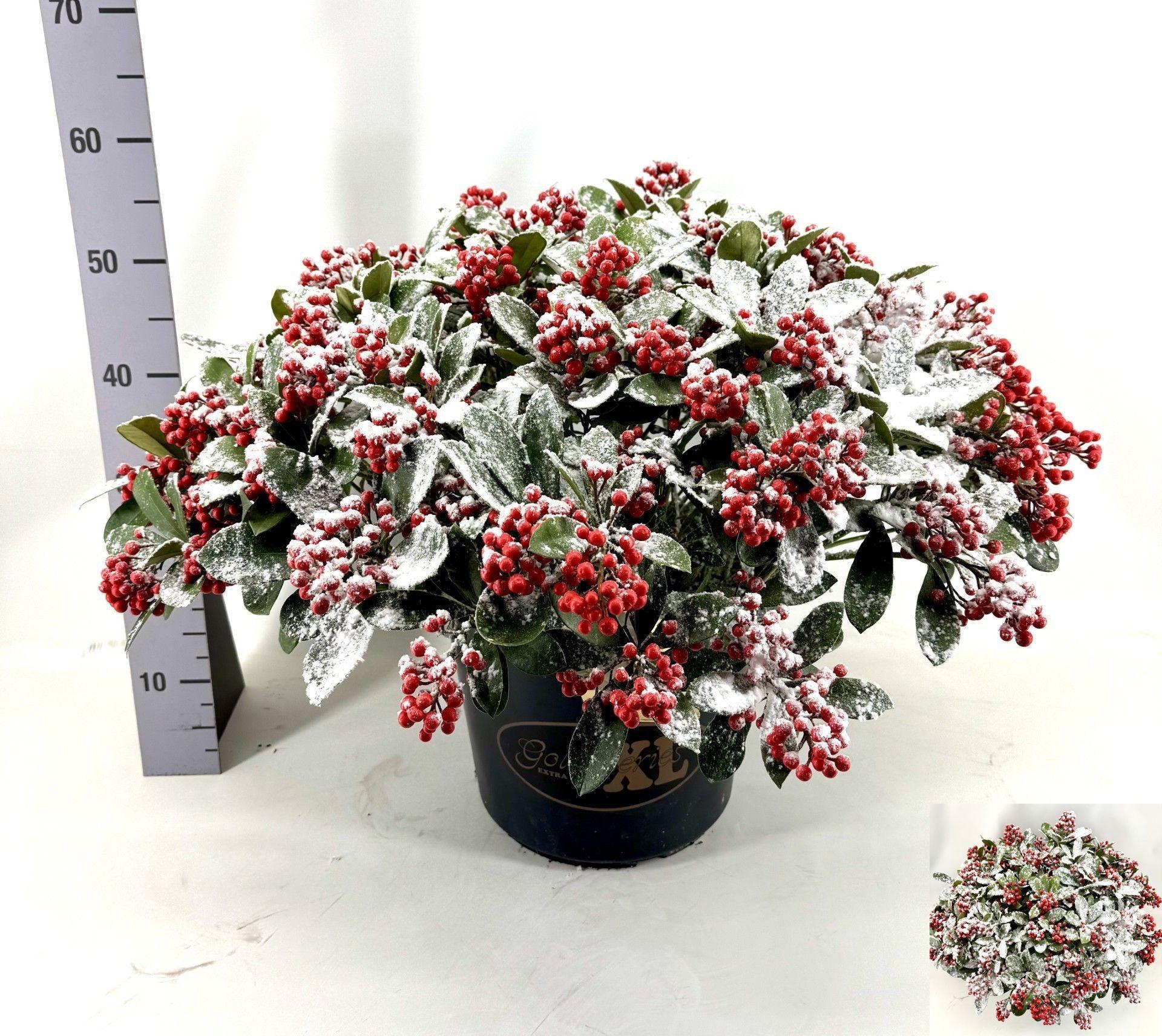 Горшечные цветы и растения оптом Skimmia Jap. Sensation от 1шт из Голландии с доставкой по России