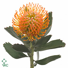 Срезанные цветы оптом Nutans soleil от 20шт из Голландии с доставкой по России