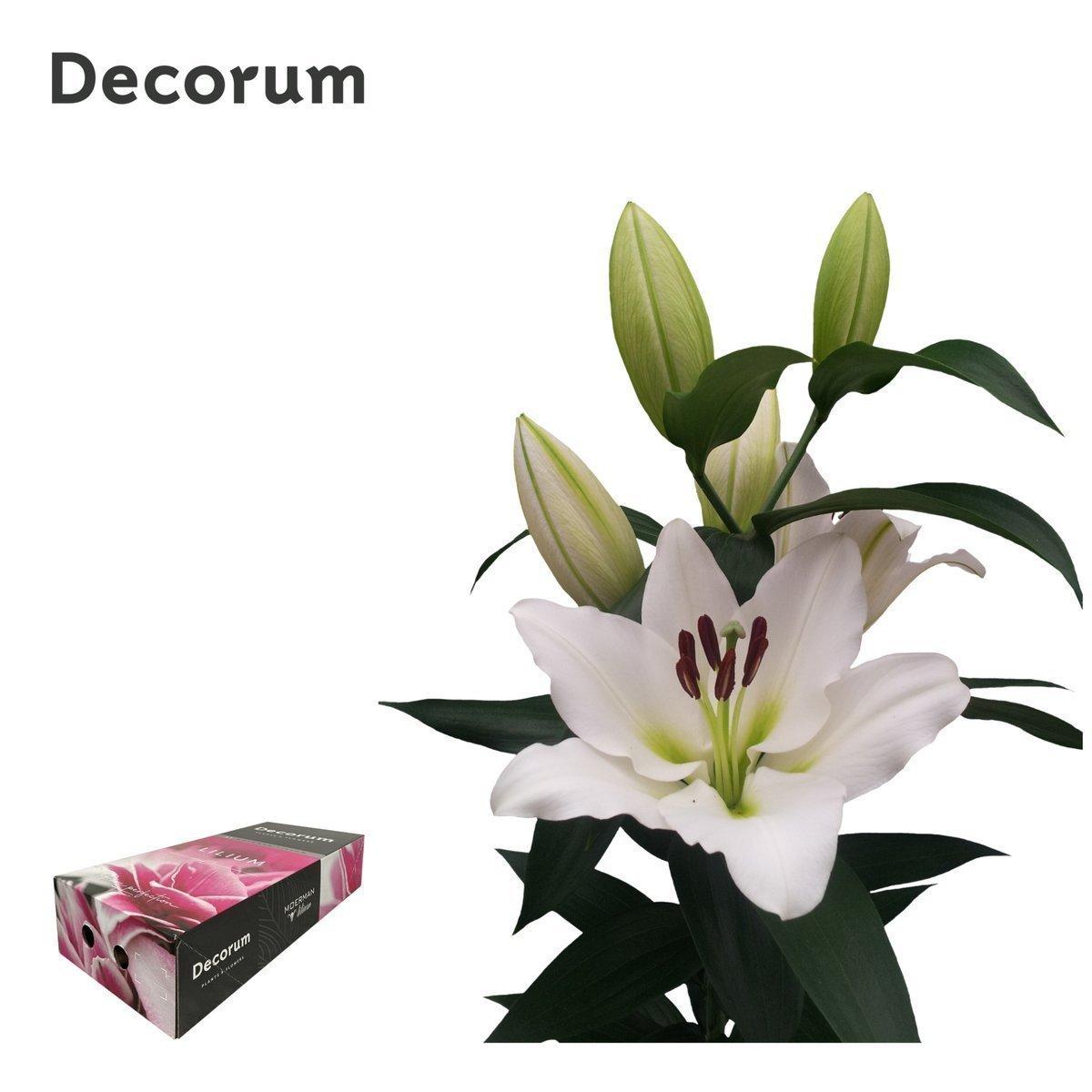Срезанные цветы оптом Lilium or tisento от 60шт из Голландии с доставкой по России