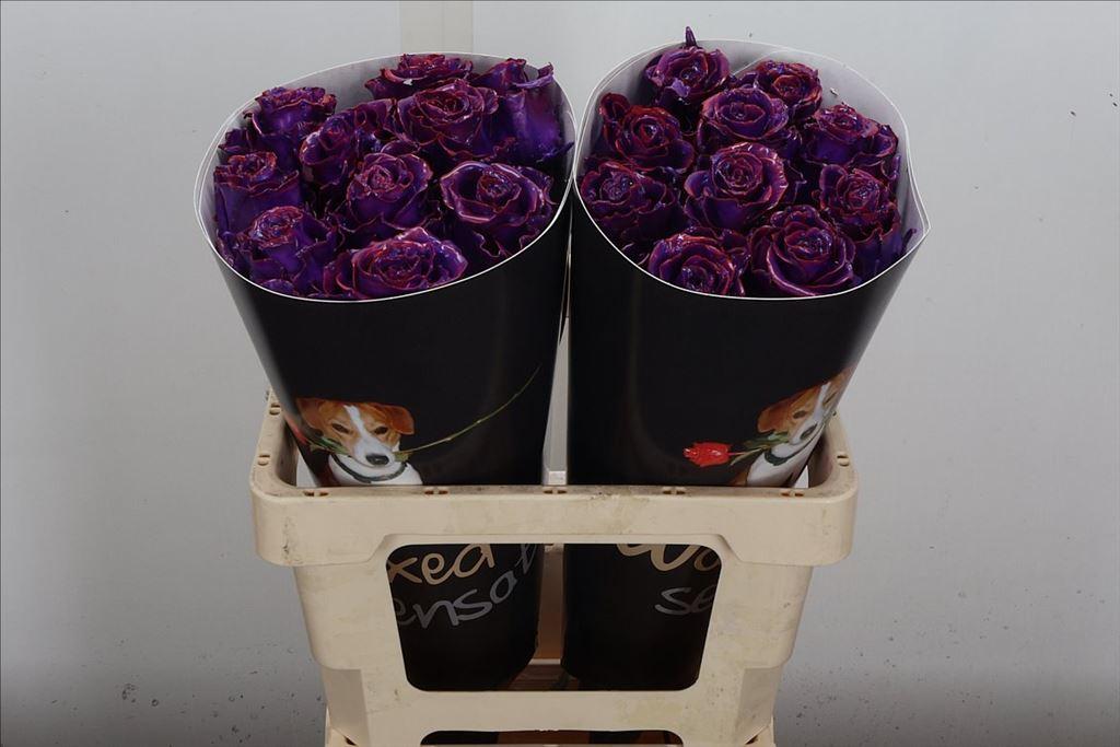 Срезанные цветы оптом Rosa large classic purple от 20шт из Голландии с доставкой по России