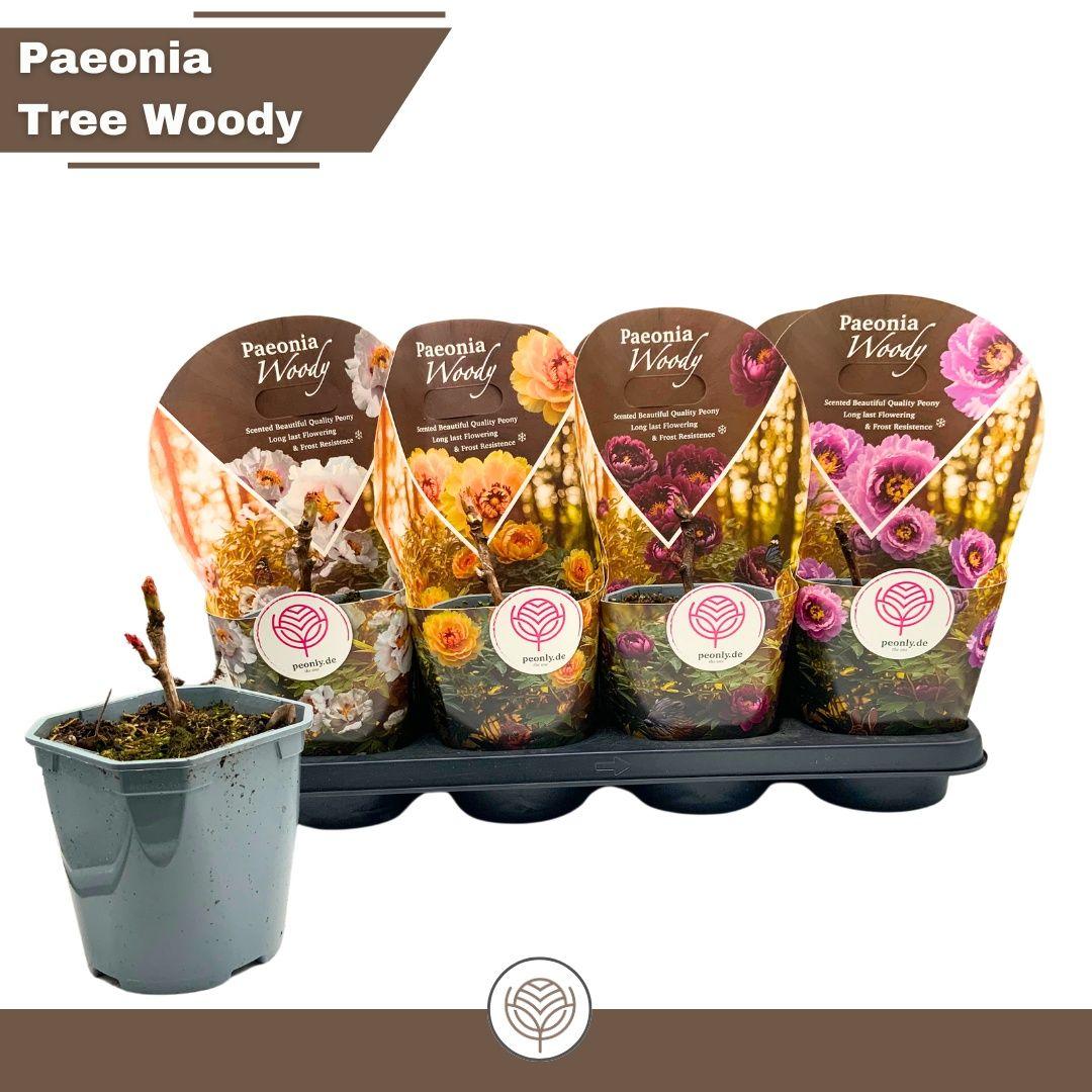 Горшечные цветы и растения оптом Paeonia Suffrut Gem от 8шт из Голландии с доставкой по России