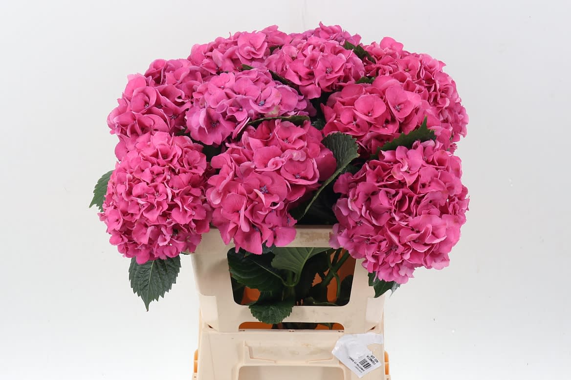 Срезанные цветы оптом Hydrangea sibilla purple от 10шт. из Голландии с доставкой по России