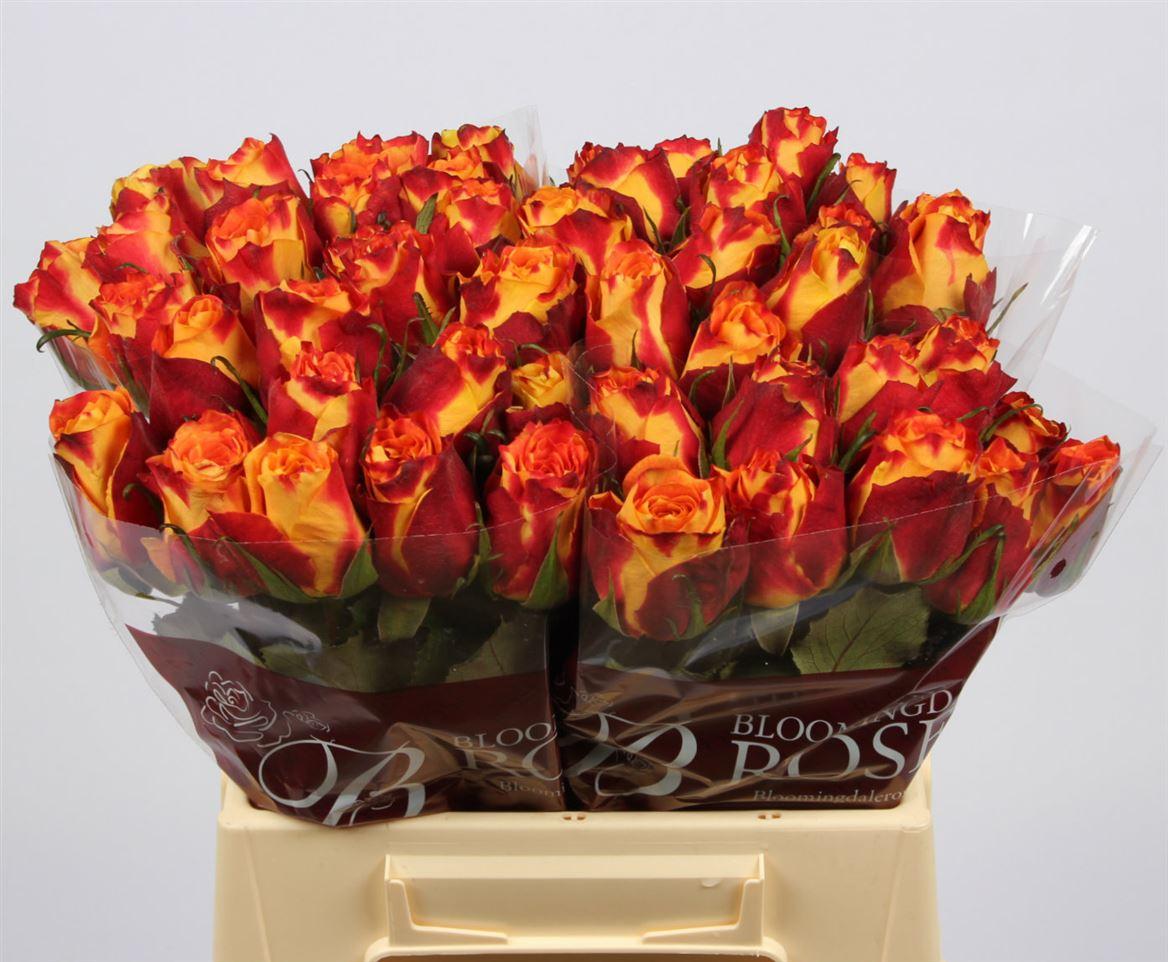 Срезанные цветы оптом Rosa large silantoi от 60шт из Голландии с доставкой по России