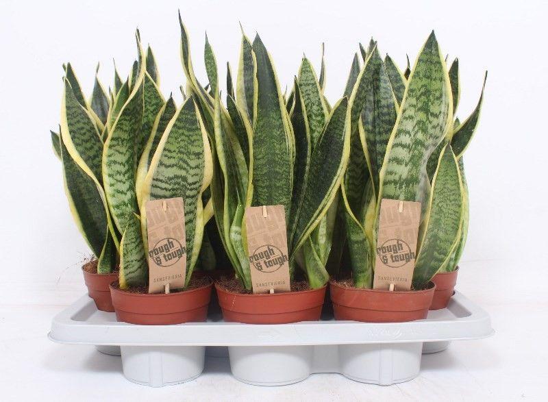 Горшечные цветы и растения оптом Sansevieria Superba от 7шт из Голландии с доставкой по России