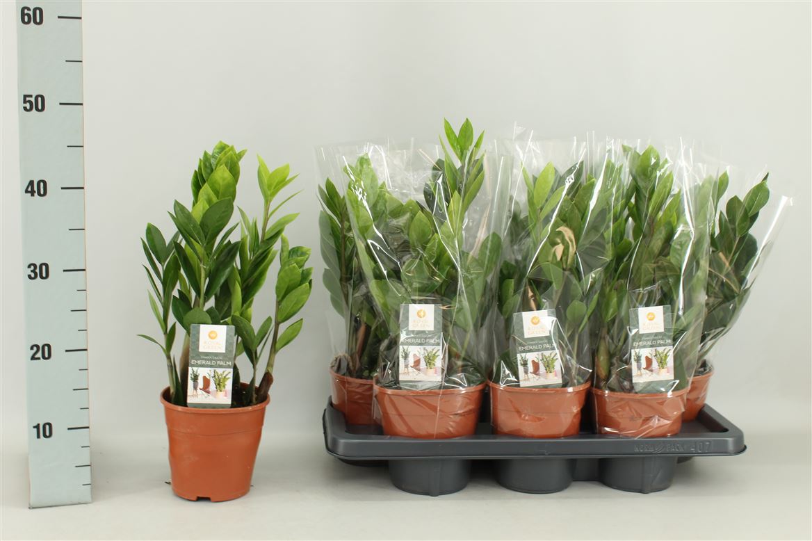 Горшечные цветы и растения оптом Zamioculcas 4+ от 6шт из Голландии с доставкой по России