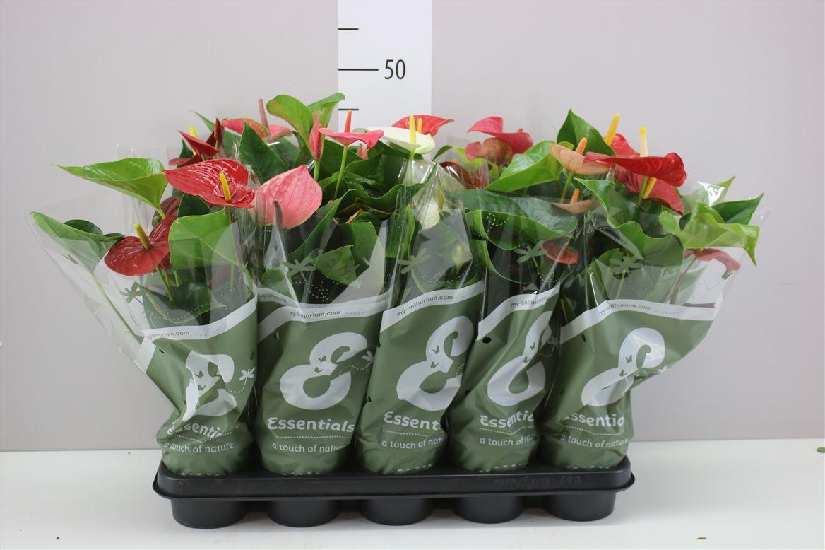 Горшечные цветы и растения оптом Anth An Gemengd 3+ от 10шт из Голландии с доставкой по России