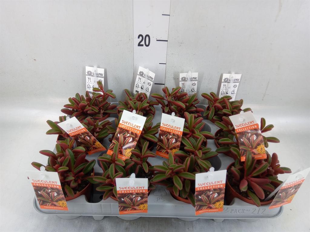 Горшечные цветы и растения оптом Peperomia Graveolens от 12шт (для телеги) из Голландии с доставкой по России