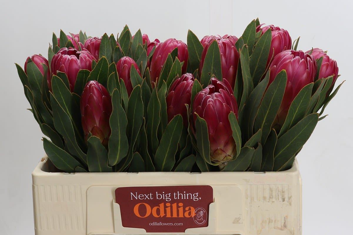 Срезанные цветы оптом Protea brenda от 20шт. из Голландии с доставкой по России