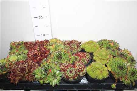 Горшечные цветы и растения оптом Semp Ov от 18шт из Голландии с доставкой по России