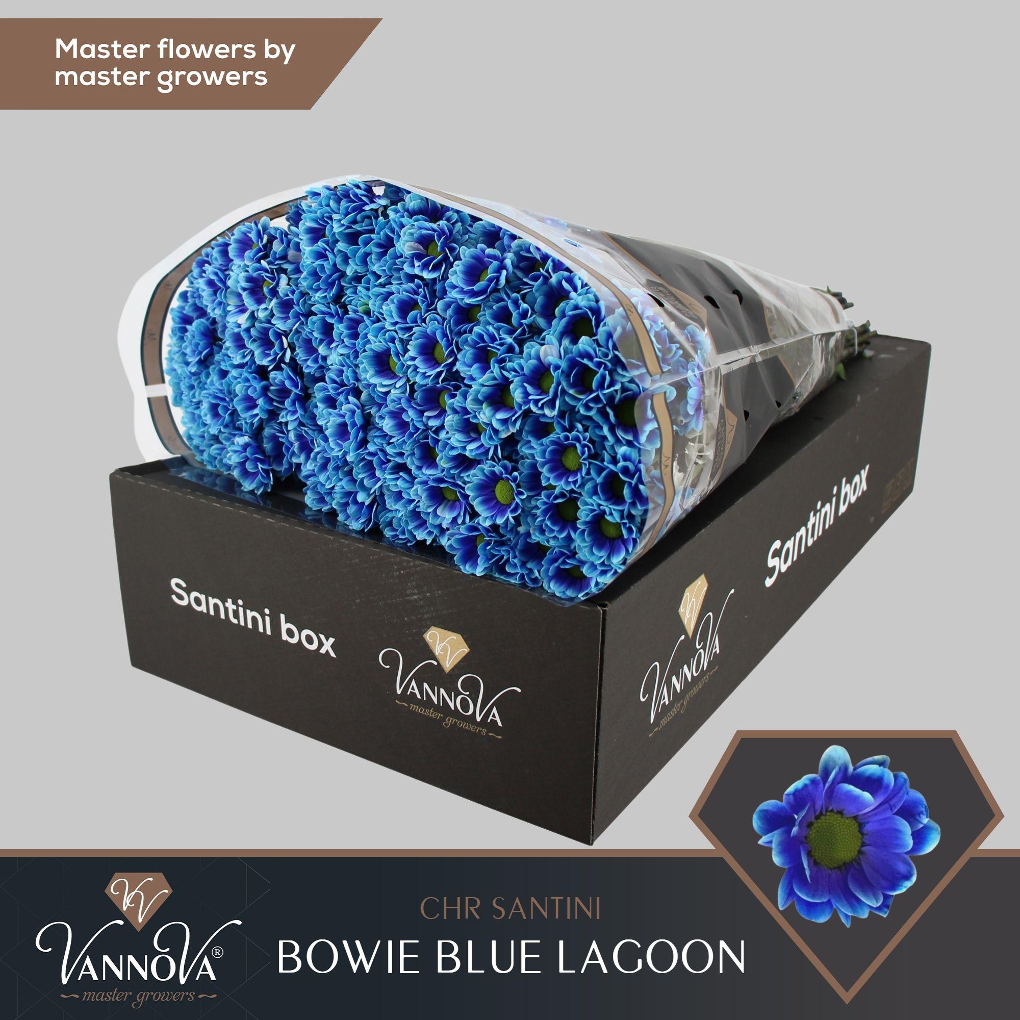 Срезанные цветы оптом Chrys sa paint bowie blue lagoon от 25шт из Голландии с доставкой по России