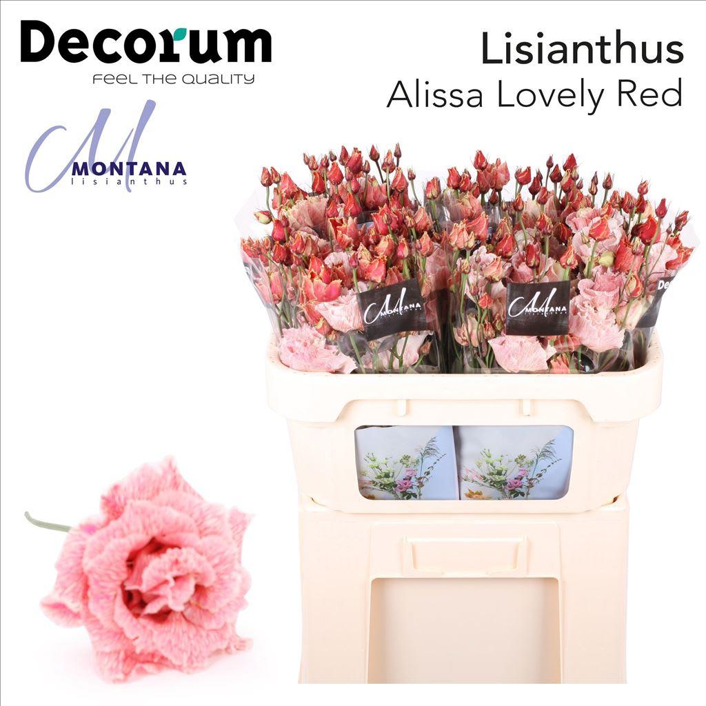 Срезанные цветы оптом Lisianthus do paint alissa lovely red от 140шт из Голландии с доставкой по России