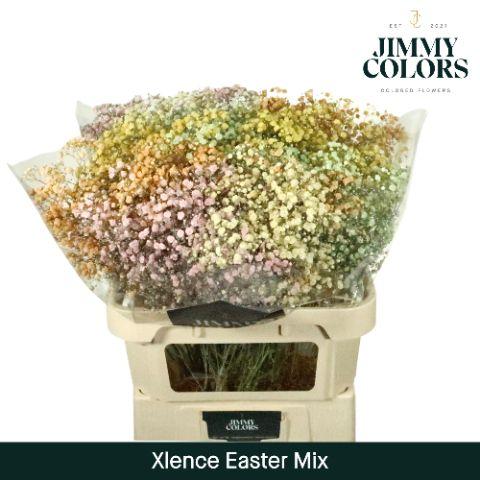 Срезанные цветы оптом Gyps large paint mix easter от 50шт из Голландии с доставкой по России