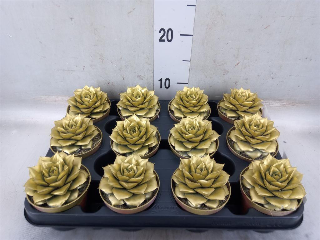 Горшечные цветы и растения оптом Echeveria Purpusorum от 12шт (для телеги) из Голландии с доставкой по России