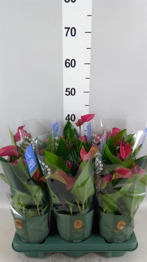 Горшечные цветы и растения оптом Anthurium Andr. pure Purple от 6шт из Голландии с доставкой по России