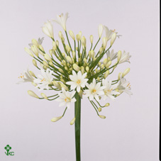 Срезанные цветы оптом Agapanthus white от 60шт из Голландии с доставкой по России