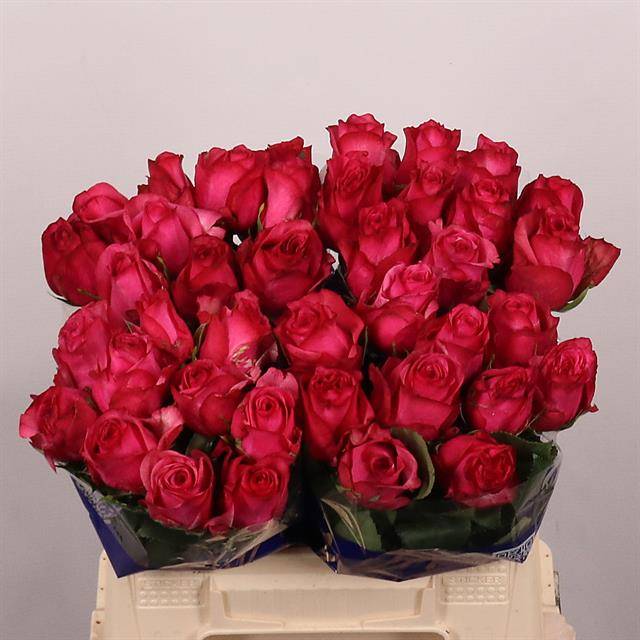 Срезанные цветы оптом Rosa large paloma royala от 40шт из Голландии с доставкой по России