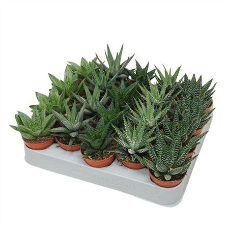 Горшечные цветы и растения оптом Aloe Haworthia Mix от 20шт (для телеги) из Голландии с доставкой по России