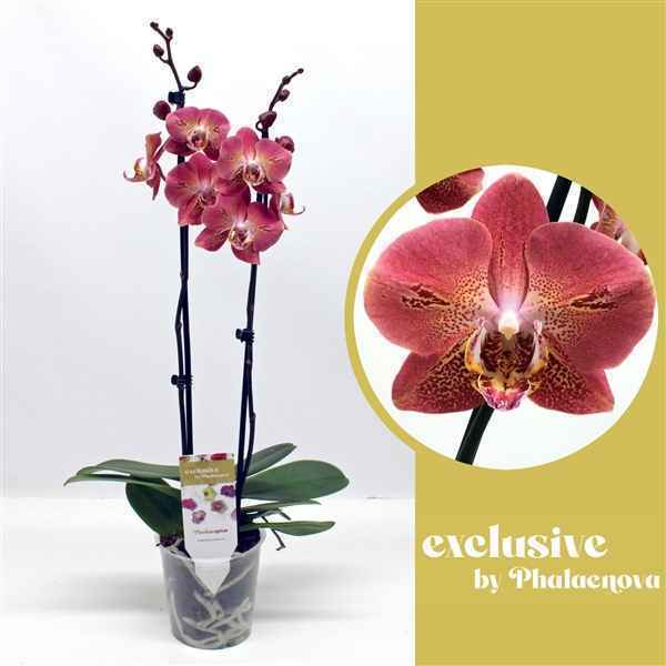 Горшечные цветы и растения оптом Phal Dragon Heart 55cm (groen) от 10шт из Голландии с доставкой по России