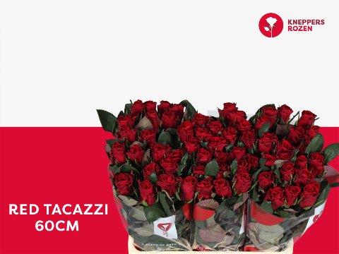 Срезанные цветы оптом Rosa large red tacazzi от 60шт из Голландии с доставкой по России