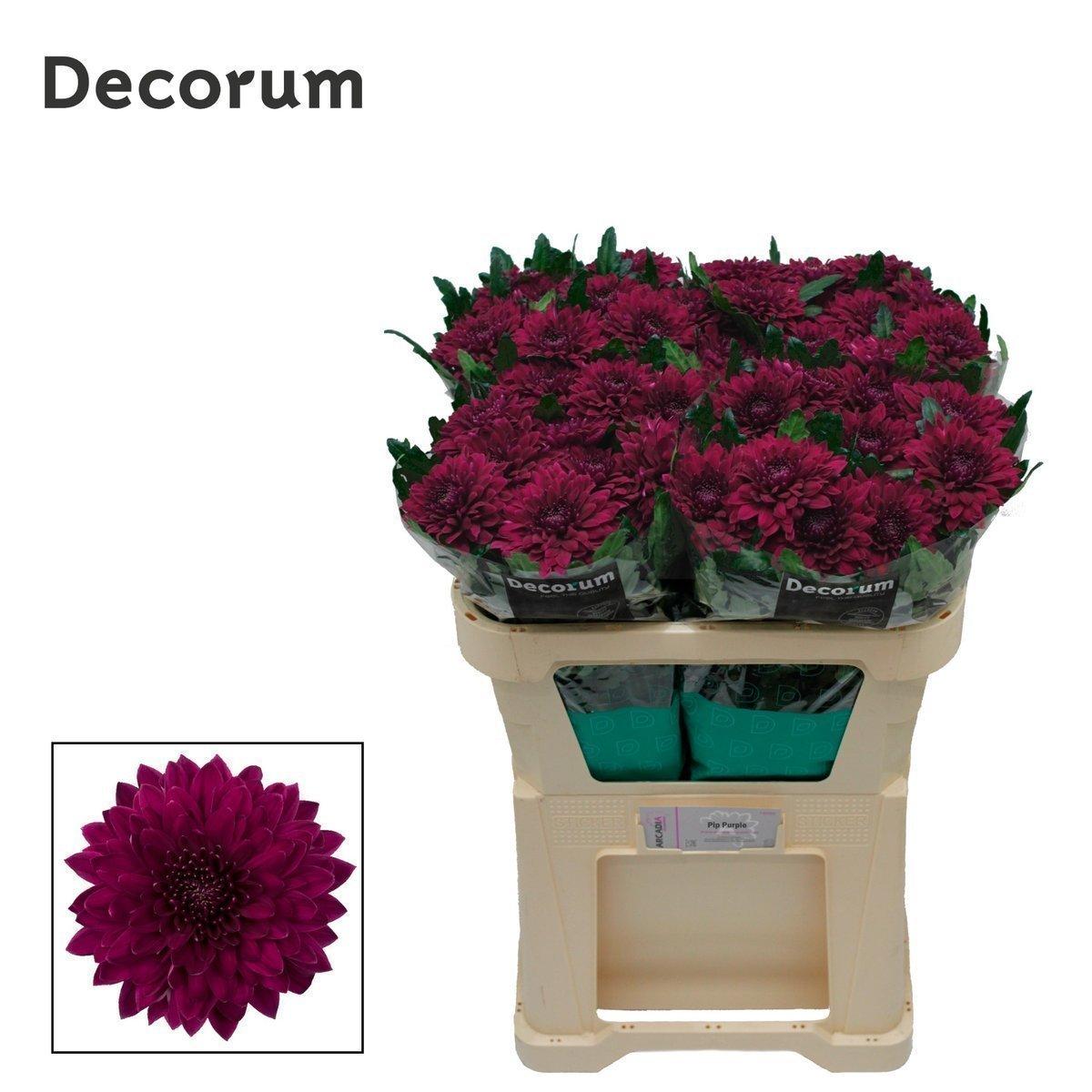 Срезанные цветы оптом Chrys bl pip purple от 40шт из Голландии с доставкой по России