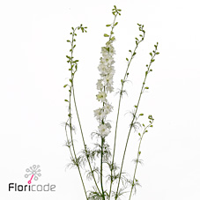 Срезанные цветы оптом Delphinium la qis white (consolida) от 100шт из Голландии с доставкой по России