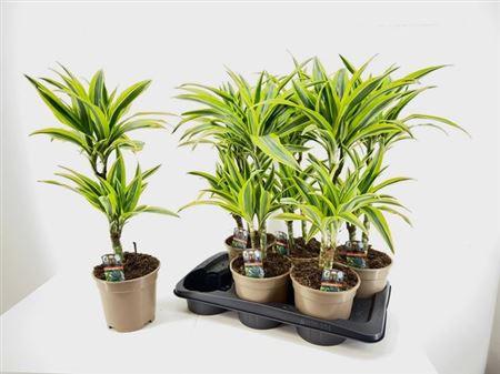 Горшечные цветы и растения оптом Dra De Lemon Lime 30-10 от 6шт из Голландии с доставкой по России