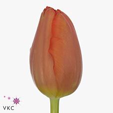 Срезанные цветы оптом Tulipa si palazzo от 100шт из Голландии с доставкой по России