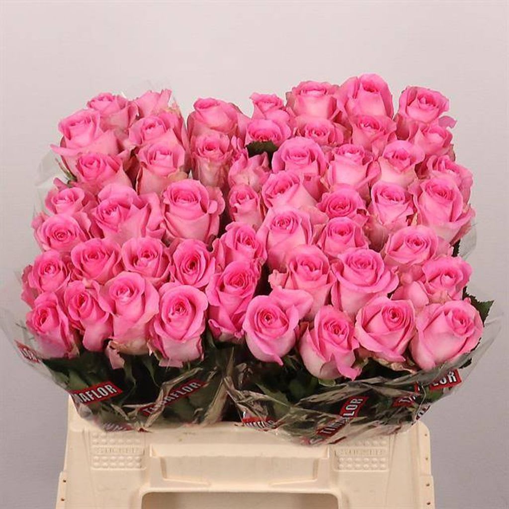 Срезанные цветы оптом Rosa large revival от 50шт из Голландии с доставкой по России